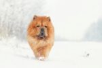 Nearby Fawn Chow Chow Puppy - Image 4