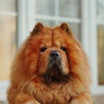 Nearby Fawn Chow Chow Puppy