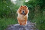 Nearby Fawn Chow Chow Puppy - Image 2