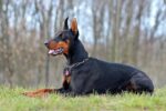 Nearby European Doberman Puppy - Image 4