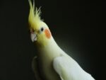 Nearby Lutino Cockatiel - Image 2