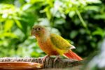 Nearby Green Cheek Conure - Image 4