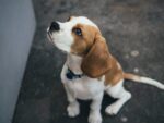 Nearby Tricolor Beagle Puppy - Image 6
