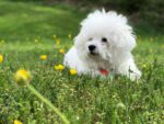 Nearby Bichon Frise Puppy - Image 3