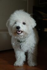 Nearby Bichon Frise Puppy - Image 2