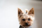 Nearby Yorkshire Terrier Puppy - Image 6