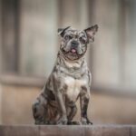 Nearby Merle French Bulldog Puppy
