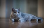 Nearby British Shorthair Cats & Kittens - Image 6