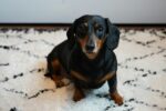 Nearby Black & Tan Dachshund Color Puppy - Image 6