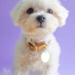 Nearby Bichon Frise Puppy