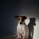 Nearby White & Brown Jack Russell Terrier Puppy