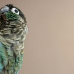 Nearby Blue Sided Conure / Turquoise Conure
