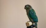 Nearby Blue Sided Conure / Turquoise Conure - Image 6