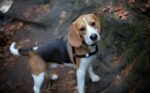 Nearby Tricolor Beagle Puppy - Image 5