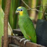 Nearby Orange Wing Amazon Parrots