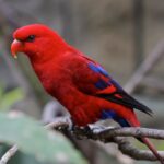 Nearby Red Lorikeet