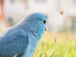 Nearby Blue Monk | Blue Quaker Parrot - Image 7