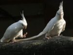 Nearby Albino Cockatiel - Image 6