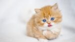 Nearby Blue Eyes Persian Kittens - Image 3