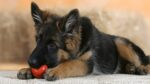 Nearby Red and Black German Shepherd Puppy - Image 5