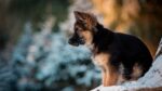 Nearby Red and Black German Shepherd Puppy - Image 6