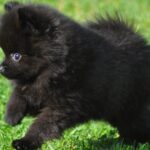 Nearby Black Culture Pom Puppy |  Color