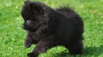 Nearby Black Culture Pom Puppy |  Color