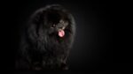 Nearby Black Culture Pom Puppy |  Color - Image 2