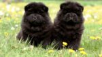 Nearby Black Chow Chow Puppy - Image 3