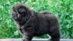 Nearby Black Chow Chow Puppy - Image 2