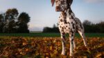 Nearby White & Liver Brown Dalmatian Puppy - Image 5