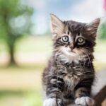 Nearby Siberian Cats & Kittens