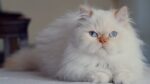 Nearby Blue Eyes Persian Kittens - Image 6