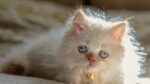 Nearby Blue Eyes Persian Kittens - Image 5