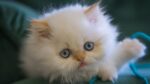 Nearby Blue Eyes Persian Kittens - Image 4