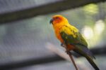 Nearby Sun Conure - Image 2
