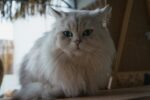 Nearby Persian Cats & Kittens - Image 5