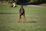 Nearby Brown & Rust Doberman Pinscher Color Puppy - Image 5