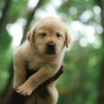 Nearby Fawn Labrador Retriever Color Puppy