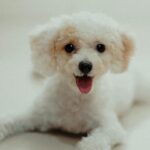 Nearby White Standard Poodle Color Puppy