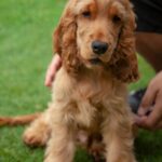 Nearby Cocker Spaniel Puppy