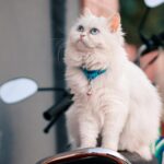 Nearby Blue Eyes Persian Kittens