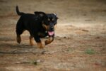 Nearby Minpin Puppy - Image 6
