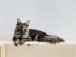 Nearby Maine Coon Cats & Kittens - Image 2