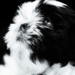 Nearby Black & white Shih Tzu Color Puppy