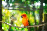 Nearby Sun Conure - Image 3