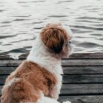 Nearby Gold & white Shih Tzu Color Puppy