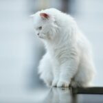 Nearby Persian Cats & Kittens