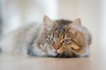 Nearby Siberian Cats & Kittens - Image 5