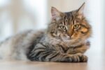 Nearby Siberian Cats & Kittens - Image 6
